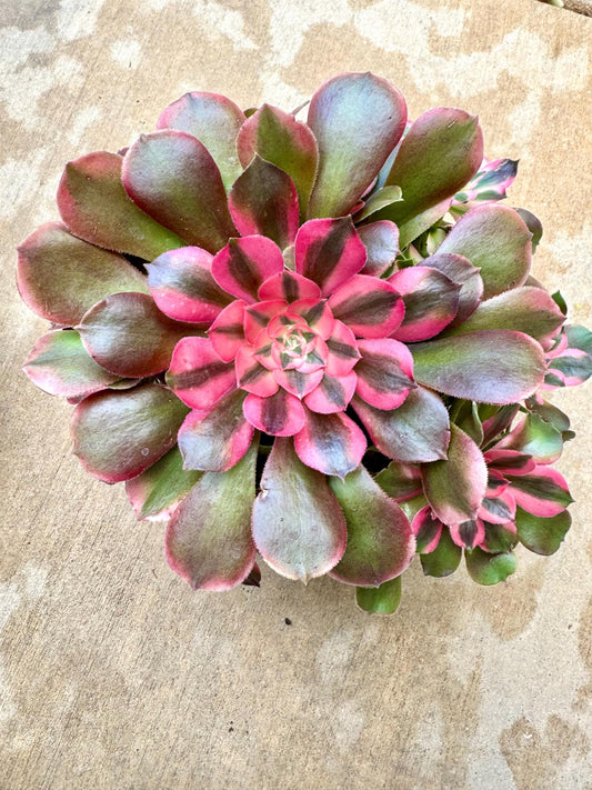 Variegated Aeonium Divine Delight | Rare Imported Succulent | Collector’s Succulent