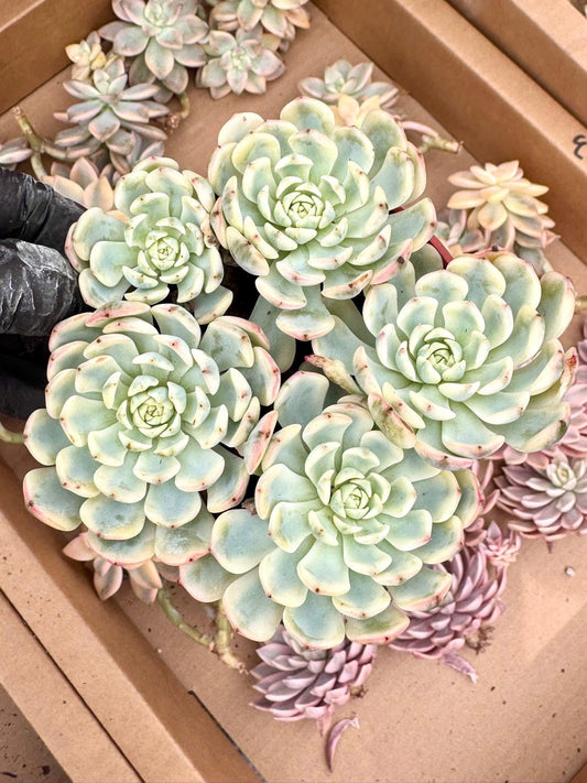 Echeveria Minima Varieagted | Live Succulent Plant | Korean Succulent | Rare Imported Echeveria | Imported Plants