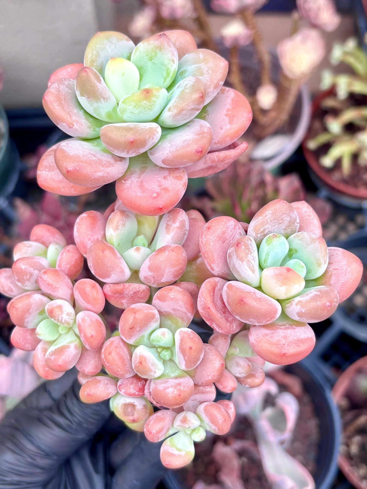 Echeveria Candy Beauty | Live Succulent Plant | Korean Succulent | Rare Imported Echeveria | Imported Plants
