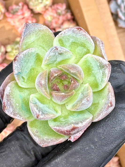 Echeveria Wheat Candy (5pcs) | Live Succulent Plant | Korean Succulent | Variegated Echeveria | Imported Plants | Cute Echeveria
