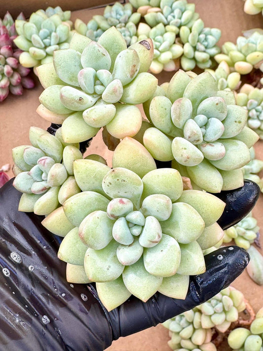 Echeveria Bubble Gum | Live Succulent Plant | Korean Succulent | Rare Imported Echeveria | Imported Plants