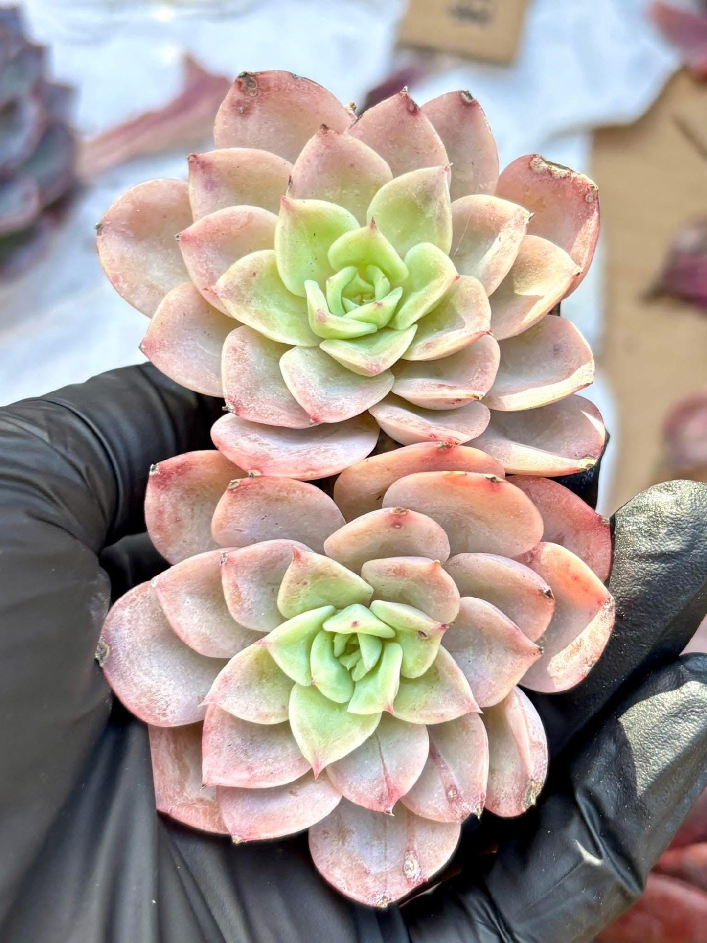 Echeveria Pink Cantaloupe | Live Succulent Plant | Korean Succulent | Rare Imported Echeveria | Imported Plants