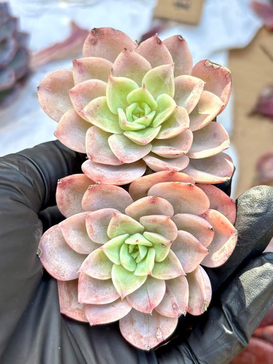 Echeveria Pink Cantaloupe | Live Succulent Plant | Korean Succulent | Rare Imported Echeveria | Imported Plants
