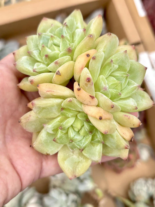 Echeveria White Sugar | Live Succulent Plant | Korean Succulent | Rare Imported Echeveria | Imported Plants