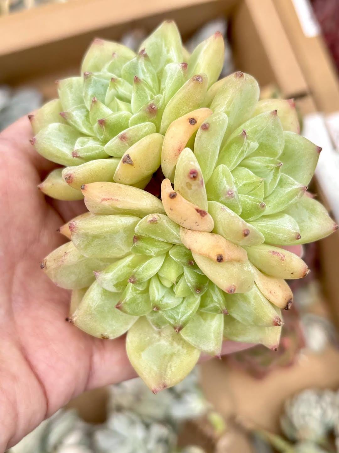 Echeveria White Sugar | Live Succulent Plant | Korean Succulent | Rare Imported Echeveria | Imported Plants
