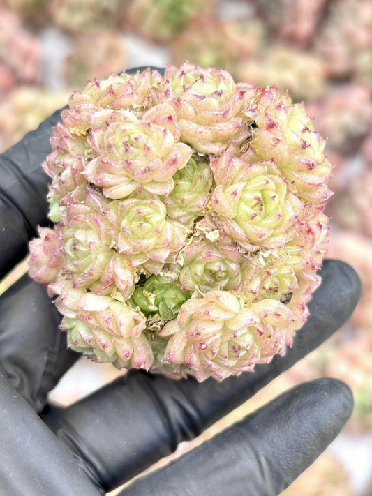 Echeveria Xiang Tei size ~3”| Live Succulent Plant | Rare Imported Aeonium | Imported Plants