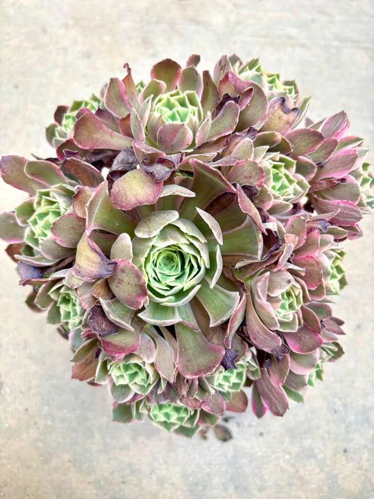 Aeonium Snow Lotus Variegated | Live Succulent Plant | Rare Imported Aeonium | Imported Plants