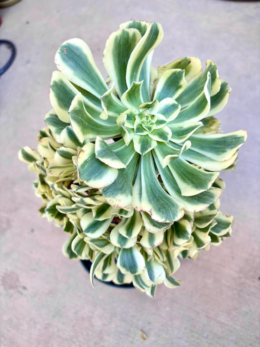Aeonium Maybach Variegated | Live Succulent Plant | Rare Imported Aeonium | Imported Plants