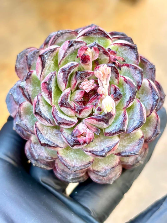 Echeveria Brontosaurus | Live Succulent Plant | Korean Succulent | Rare Imported Echeveria | Imported Plants
