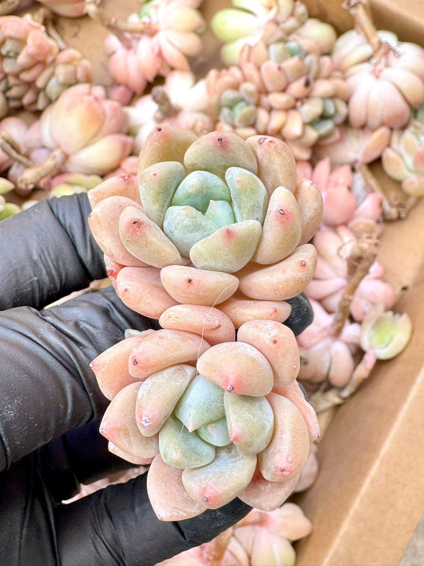 Echeveria Birch | Live Succulent Plant | Variegated Echeveria | Pack of 5 pcs