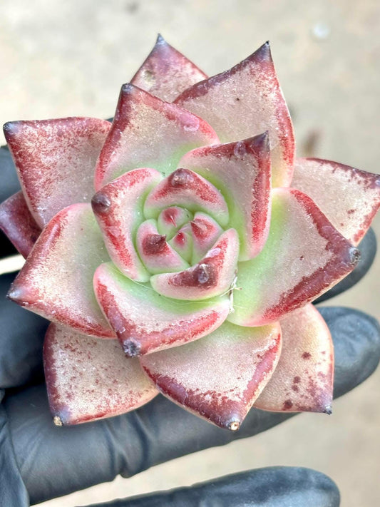 Echeveria Romeo | Live Succulent Plant | Korean Succulent | Rare Imported Echeveria | Imported Plants