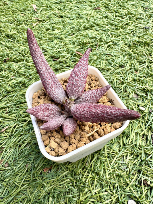 Adromischus Masculata Red | Live Succulent Plant | Rare succulent