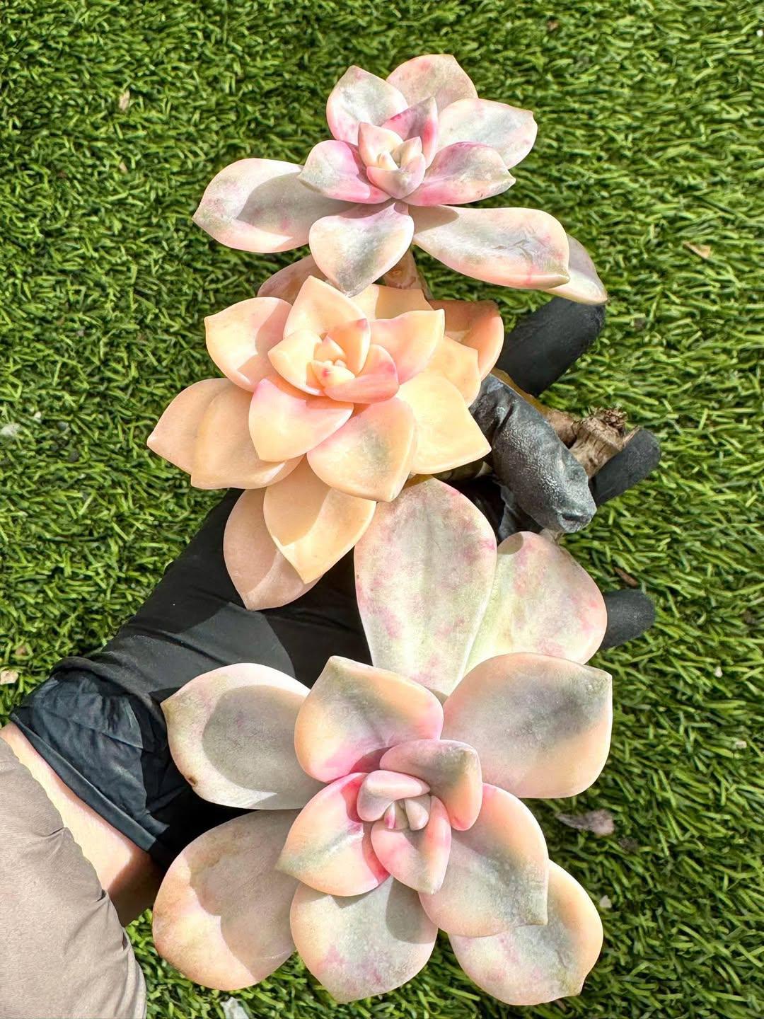 Echeveria Purple Delight Variegated cluster | Rare Imported Succulent | Collector’s Succulent
