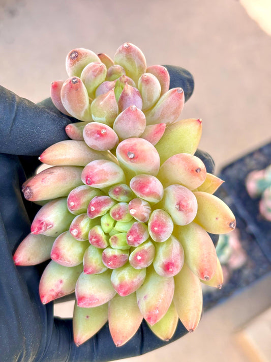 Echeveria Pink Lotus | Live Succulent Plant | Korean Succulent | Variegated Echeveria | Imported Plants