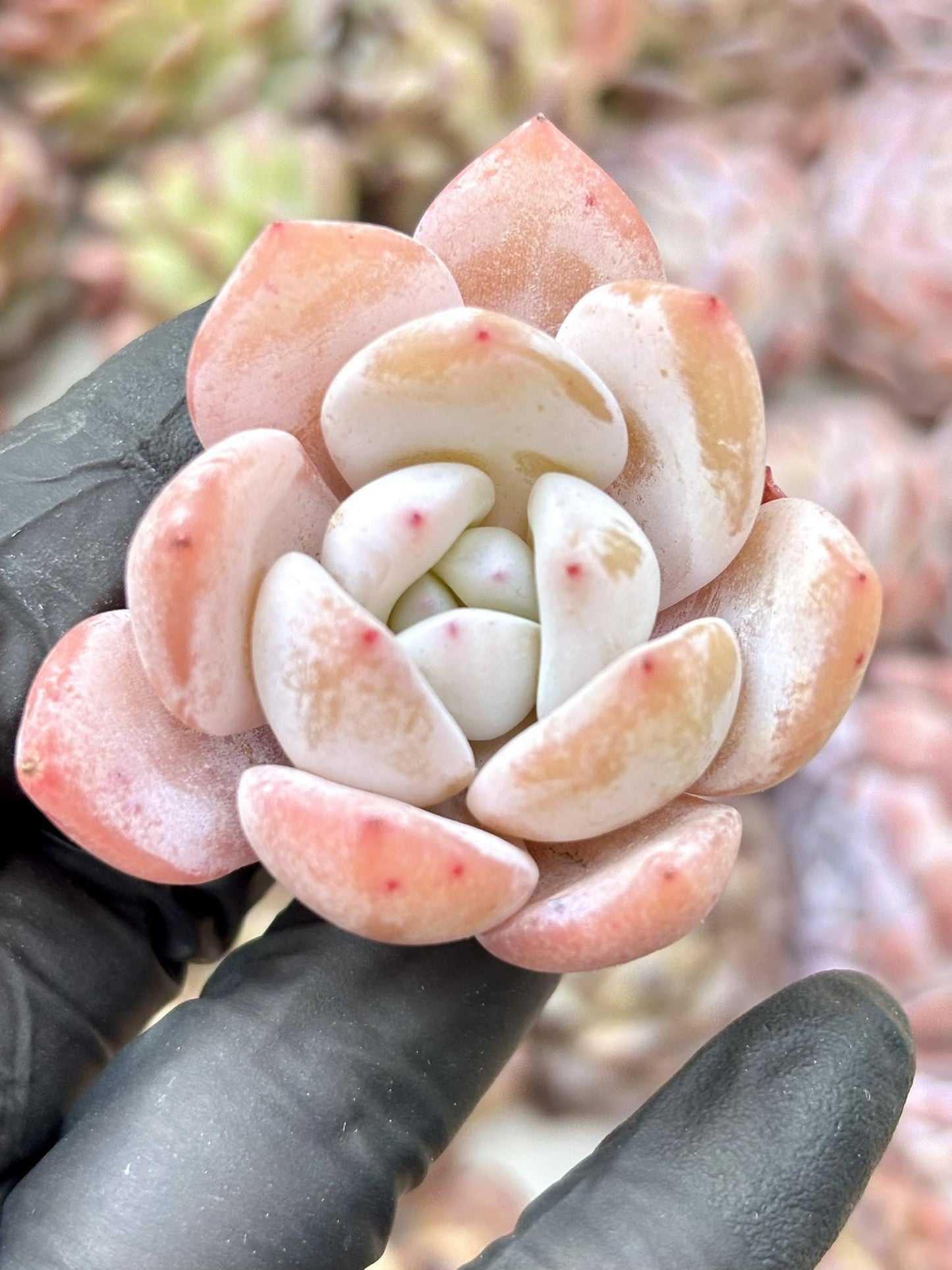 Echeveria Milk Cap Live Succulent Plant | Korean Succulent | Rare Imported Echeveria | Imported Plants