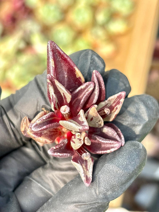 Lenophyllum Guttatum Variegated | Live Succulent Plant | Korean Succulent | Rare Imported | Imported Plants