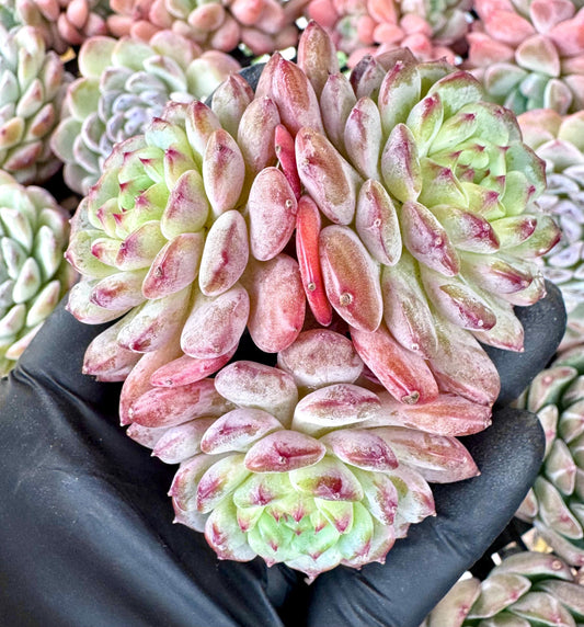 Echeveria White Fatman | Live Succulent Plant | Korean Succulent | Variegated Pachyveria | Imported Plants