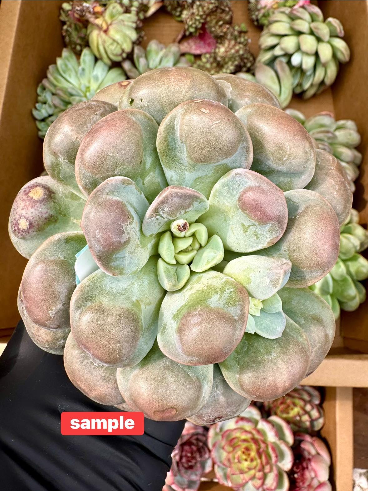 Echeveria Boddhisatva Wart | Live Succulent Plant | Korean Succulent