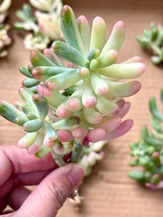 Sedum Pachyphylumm Rose Variegated | Live Succulent Plant | Korean Succulent | Rare Imported Echeveria | Imported Plants