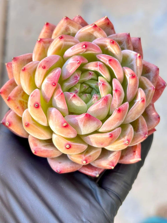 Echeveria Cartier | Live Succulent Plant | Korean Succulent | Rare Imported Echeveria | Imported Plants