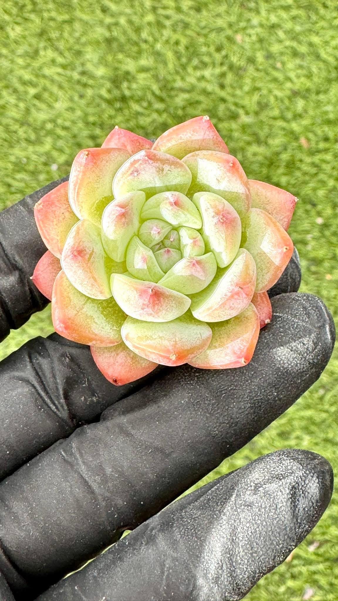 Echeveria Dream Beauty | Live Succulent Plant | Korean Succulent | Rare Imported Echeveria | Imported Plants