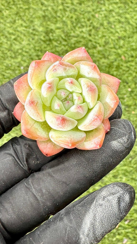 Echeveria Dream Beauty | Live Succulent Plant | Korean Succulent | Rare Imported Echeveria | Imported Plants