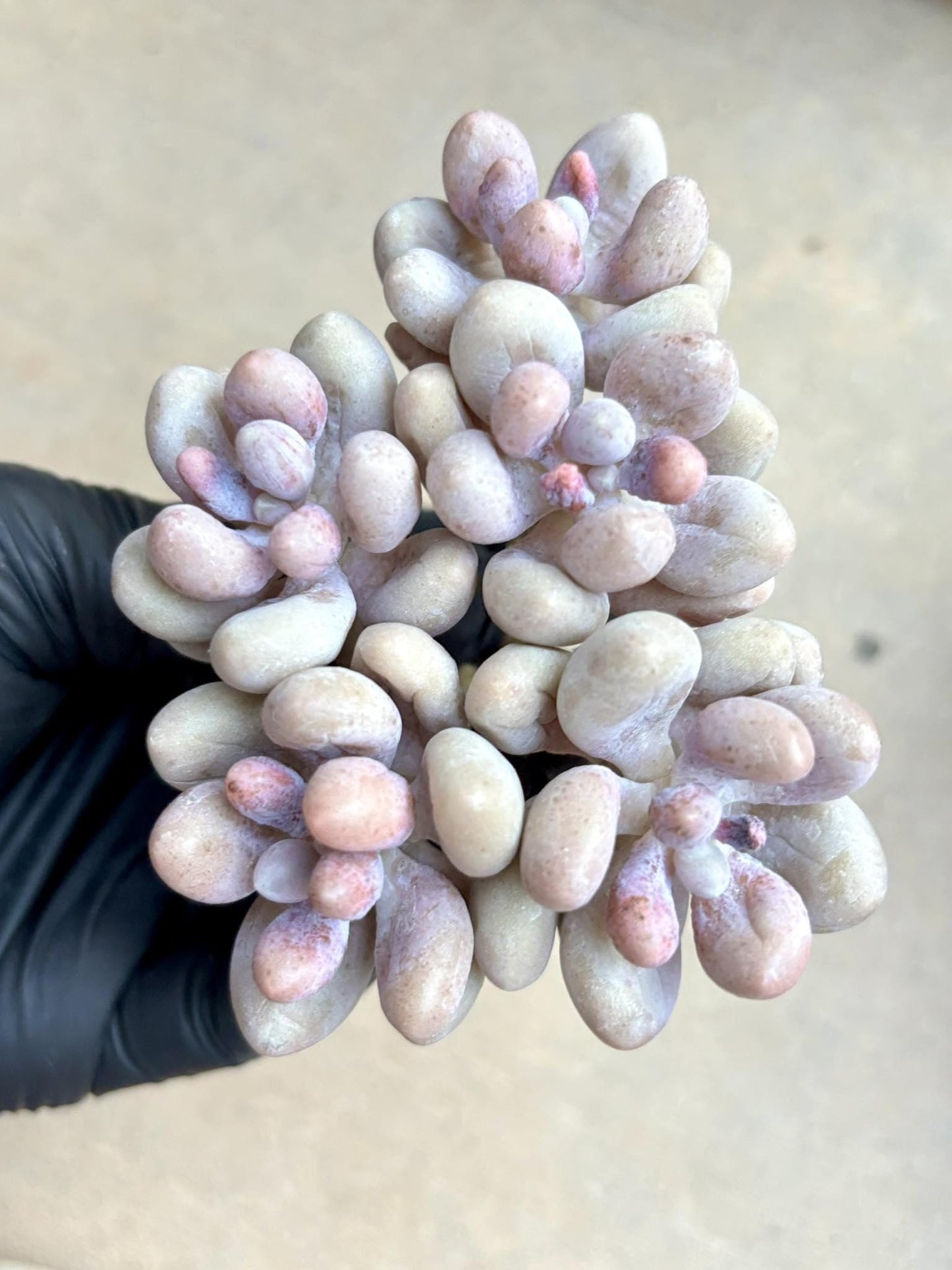 Echeveria Egg Beauty | Live Succulent Plant | Imported Plants | Imported Echeveria