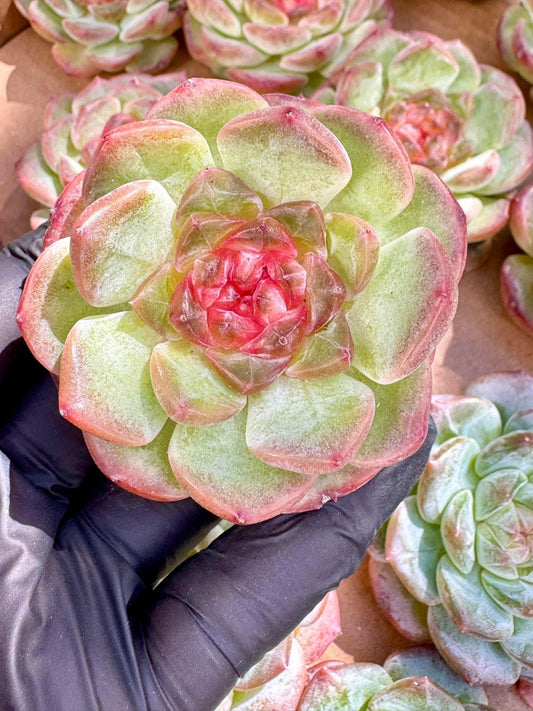 Echeveria Snow River | Live Succulent Plant | Korean Succulent | Rare Imported Echeveria | Imported Plants