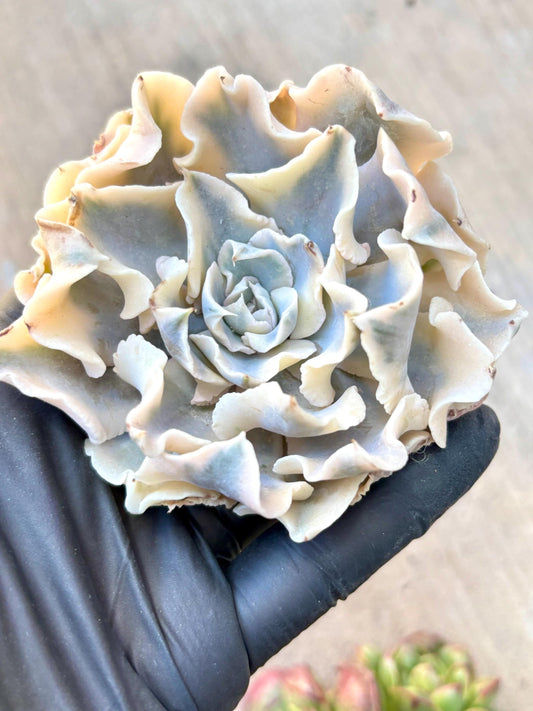 Echeveria Liberia Variegated | Live Succulent Plant | Echeveria Cluster | Rare Imported Echeveria | Imported Plants