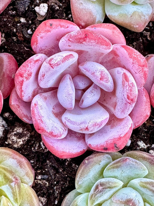 Echeveria Pink Rabbit | Live Succulent Plant | Korean Succulent | Variegated Echeveria | Imported Plants | Echeveria Clusters