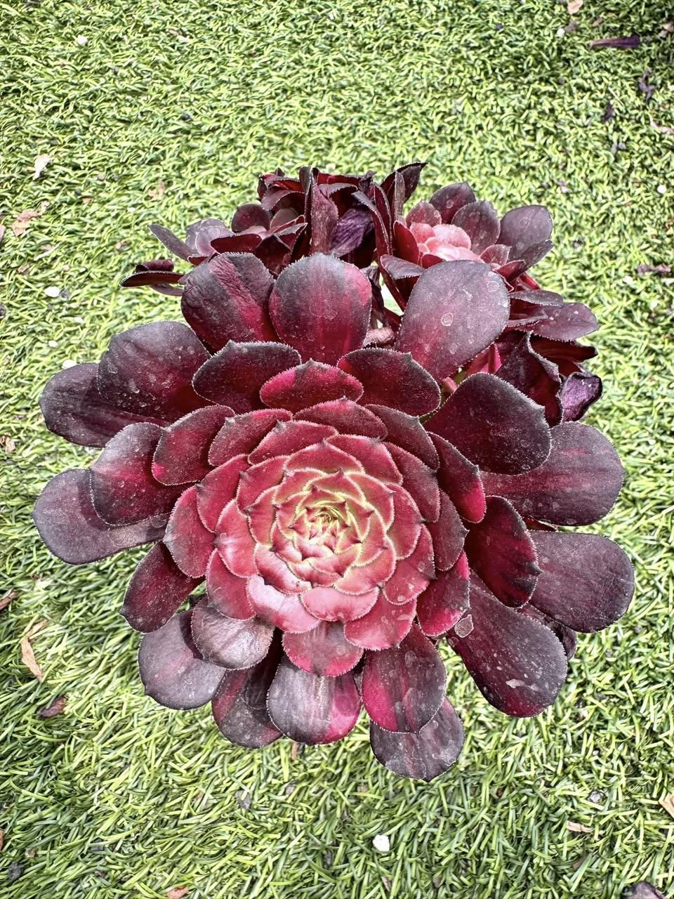 Aeonium Copper Rainbow Variegated | Rare Imported Succulent | Collector’s Succulent