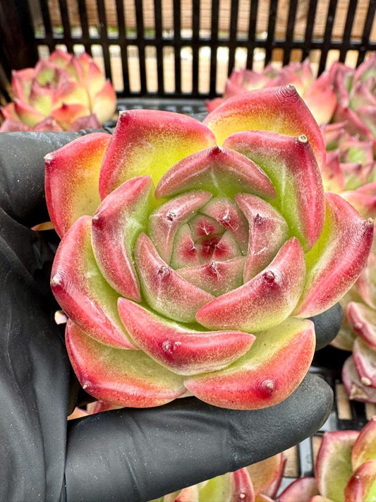 Echeveria Caesar | Live Succulent Plant | Korean Succulent | Variegated Echeveria | Imported Plants