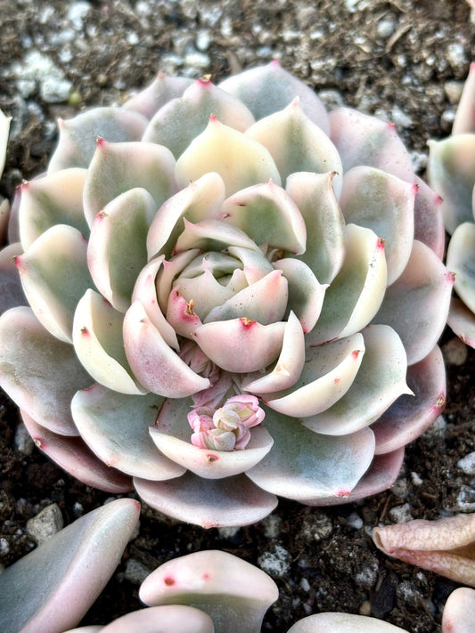 Echeveria Onslow Variegated | Live Succulent Plant | Korean Succulent | Rare Imported Echeveria | Imported Plants