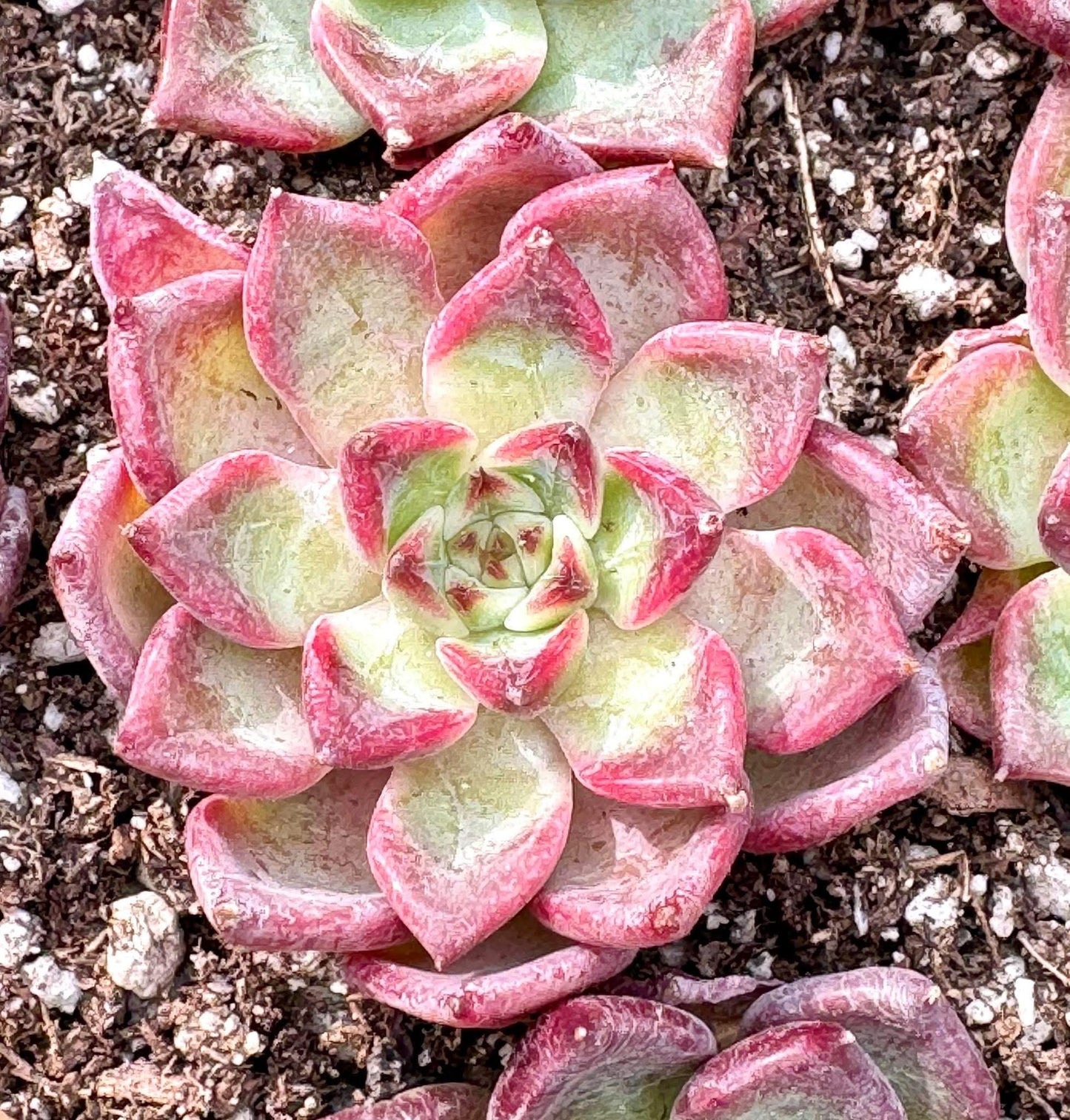 Echeveria Nightingale | Live Succulent Plant | Variegated Echeveria - Pack of 5 Pcs