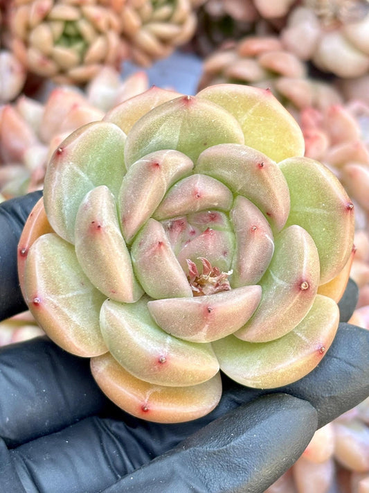 Echeveria Hatsune | Live Succulent Plant | Echeveria Cluster | Rare Imported Echeveria | Imported Plants