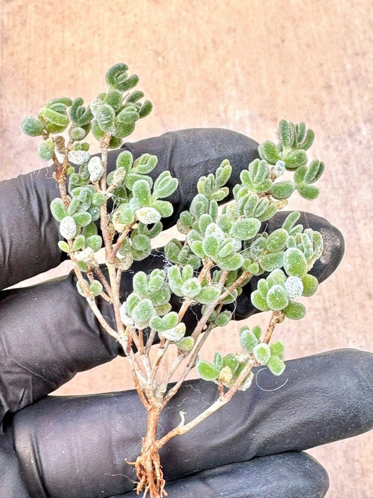 Drosanthemum Lace | Live Succulent Plant | Rare succulent