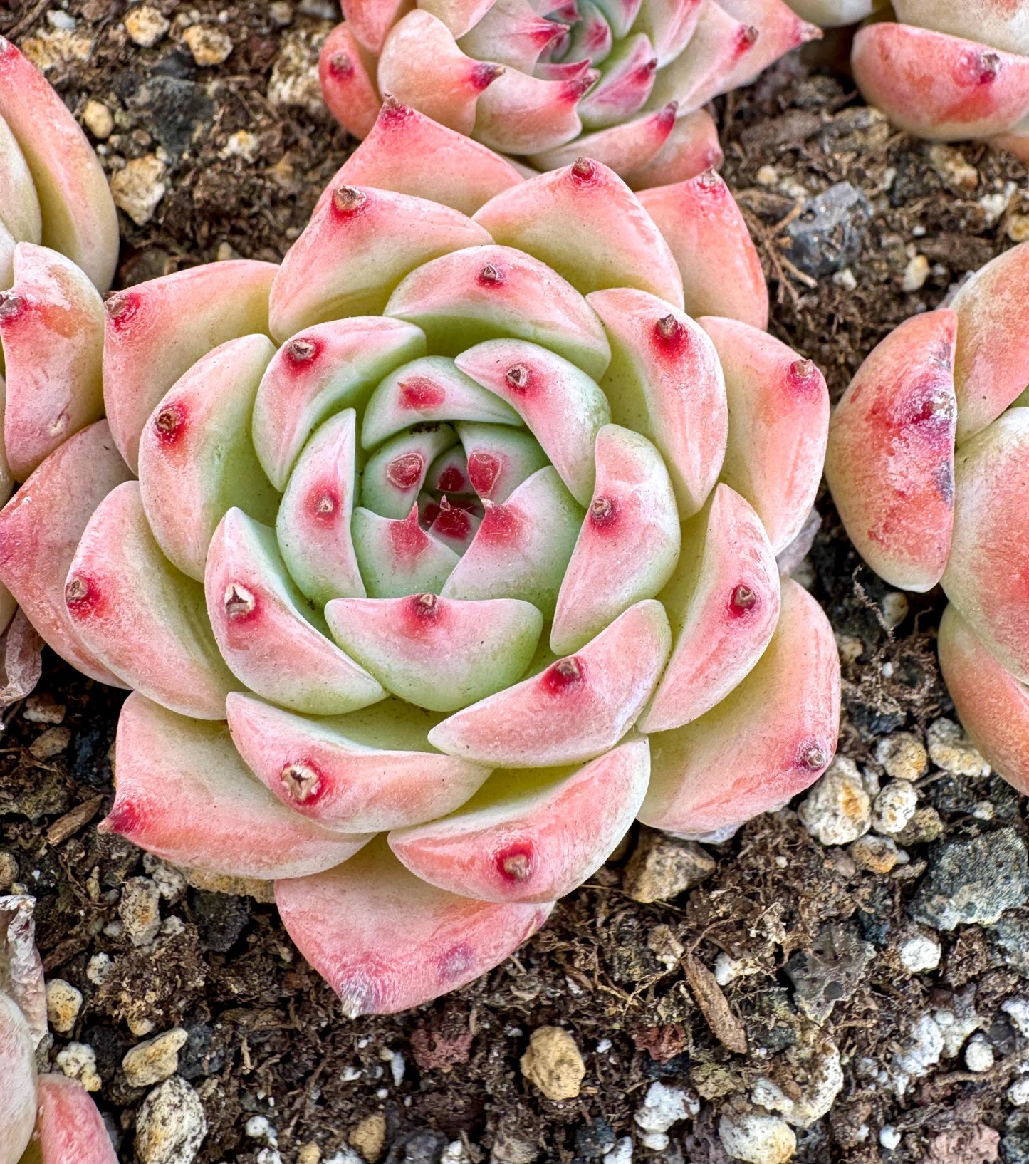 Echeveria Chihuahuaensis | Live Succulent Plant | Korean Succulent