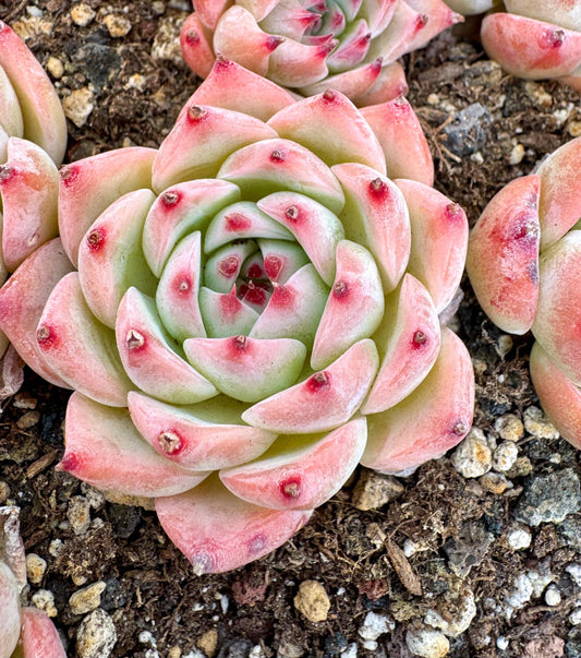 Echeveria Chihuahuaensis | Live Succulent Plant | Korean Succulent