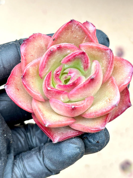 Echeveria Dream | Live Succulent Plant | Korean Succulent | Variegated Echeveria | Imported Plants