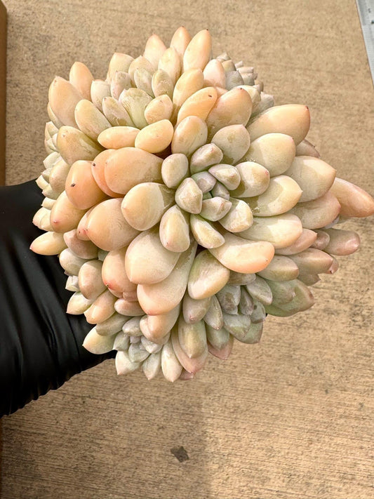 Echeveria Peach Dimple | Rare Imported Succulent | Collector’s Succulent