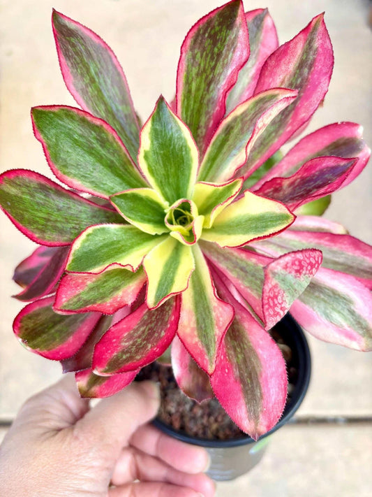 Aeonium Phantom Variegated | Live Succulent Plant | Korean Succulent | Variegate