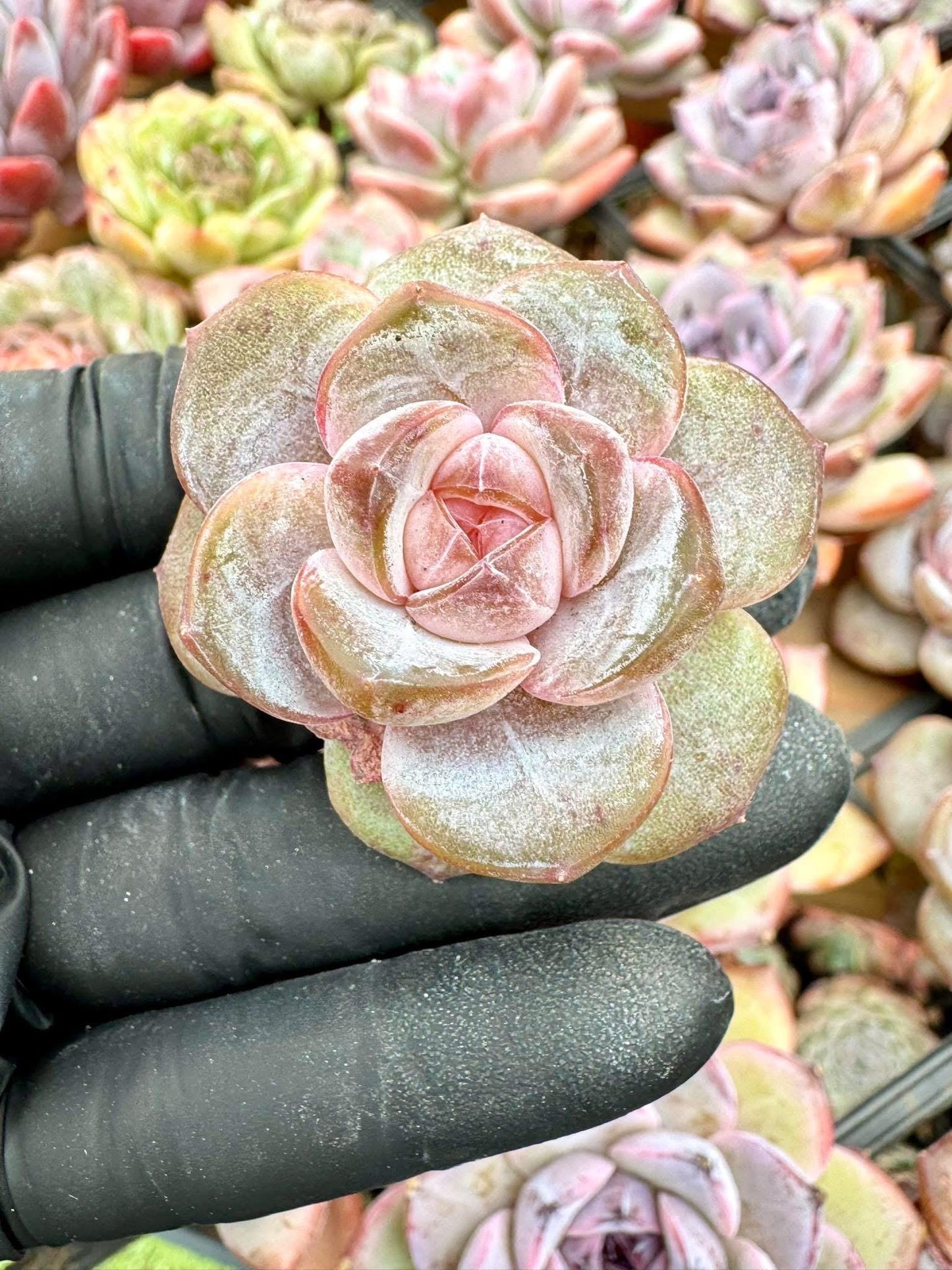 Echeveria Purple Mirror | Live Succulent Plant | Korean Succulent | Variegated Echeveria | Imported Plants