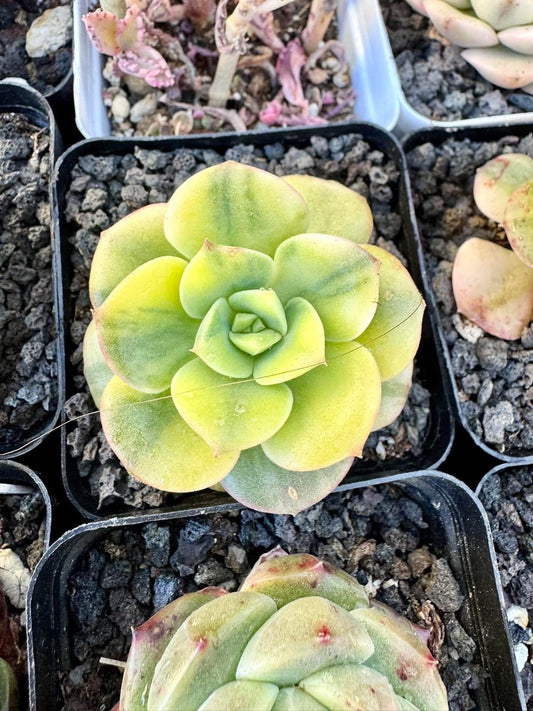 Echeveria Gold Rose Variegated | Rare Imported Succulent | Collector Succulent