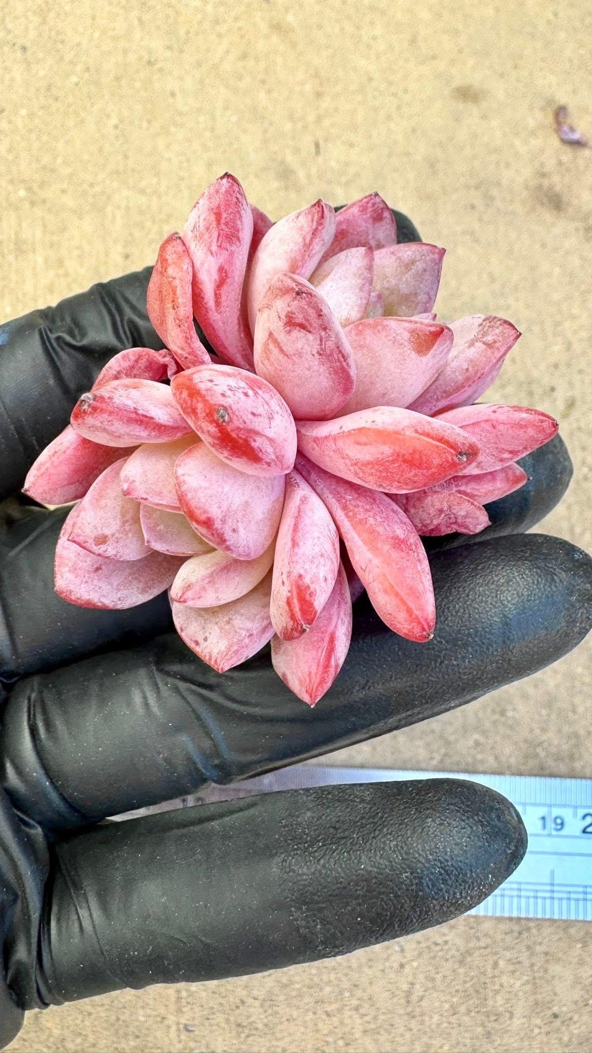 Echeveria Snowy Night | Rare Imported Succulent | Collector Succulent