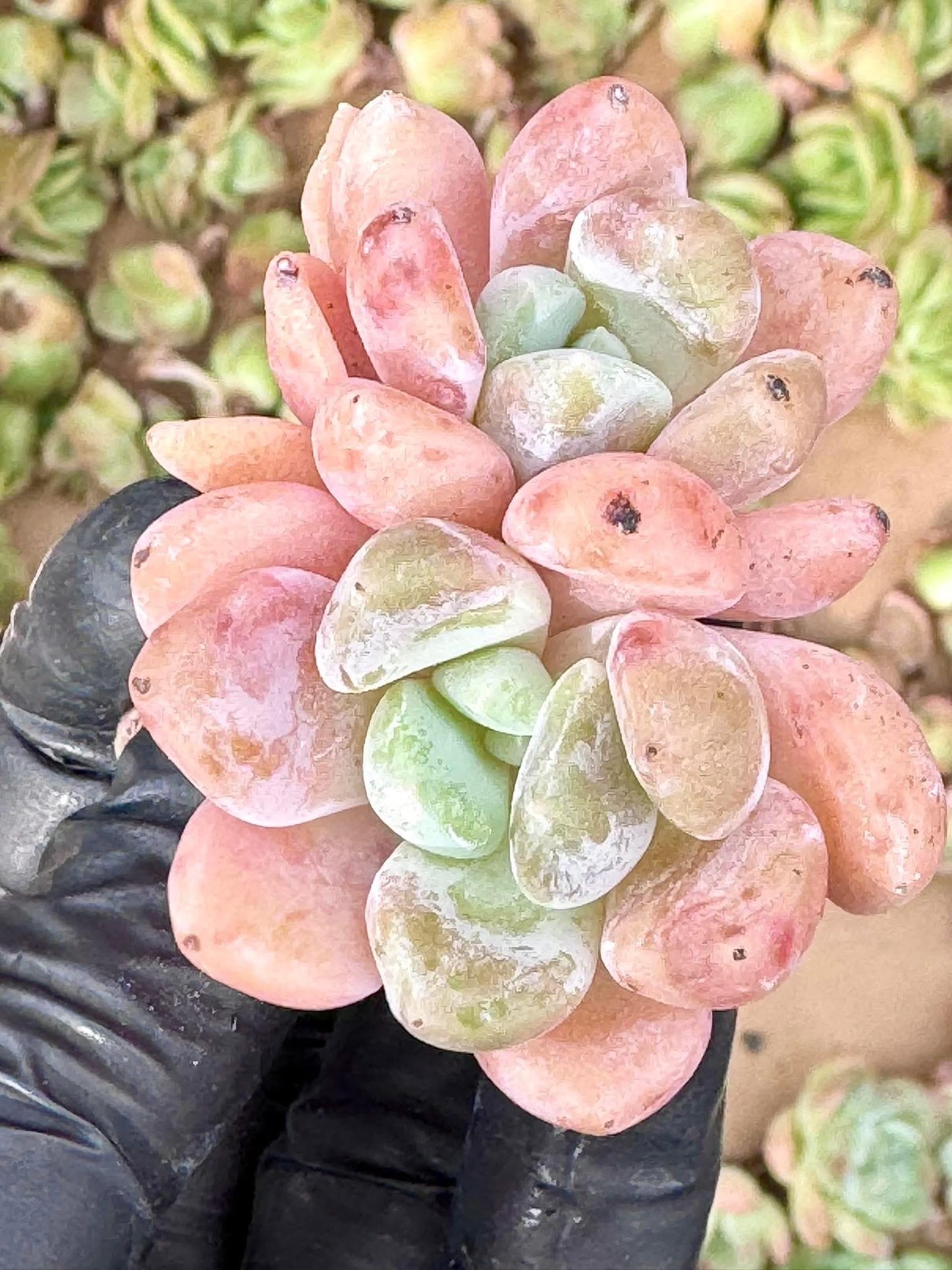 Echeveria Birch | Live Succulent Plant | Variegated Echeveria - Pack of 5 Pcs