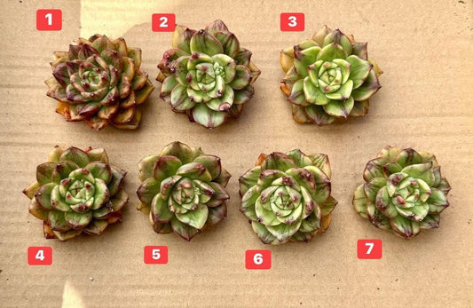 Echeveria Leopard Variegated | Live Succulent Plant | Korean Succulent | Rare Imported Echeveria | Imported Plants