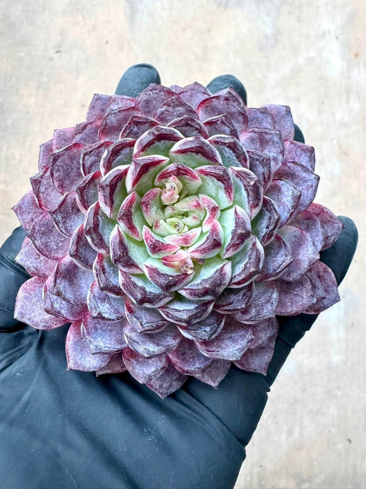 Echeveria Sunflower Treasure | Rare Imported Succulent | Collector’s Succulent