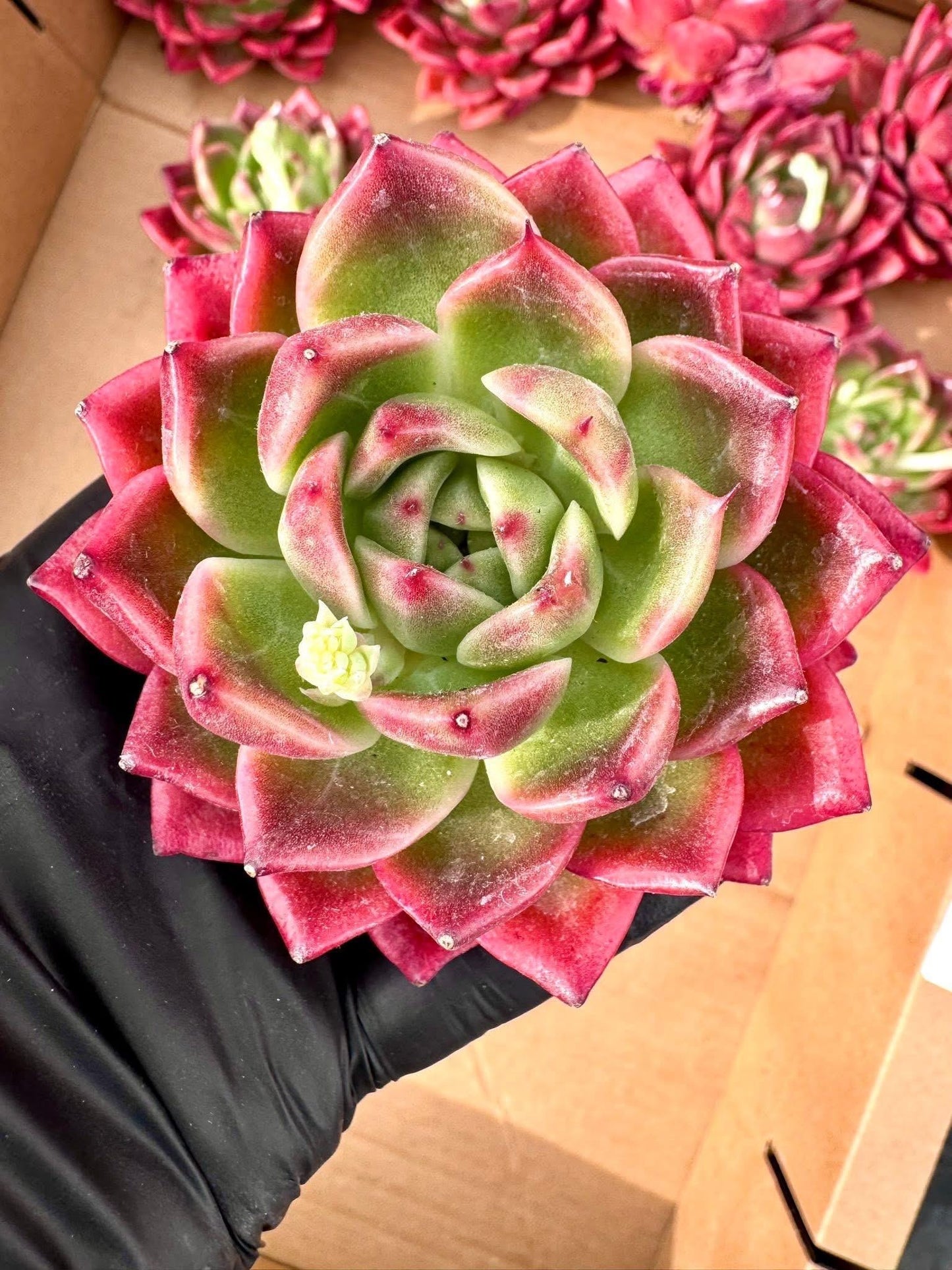 Echeveria Mexican Rose | Rare Imported Succulent | Collector’s Succulent