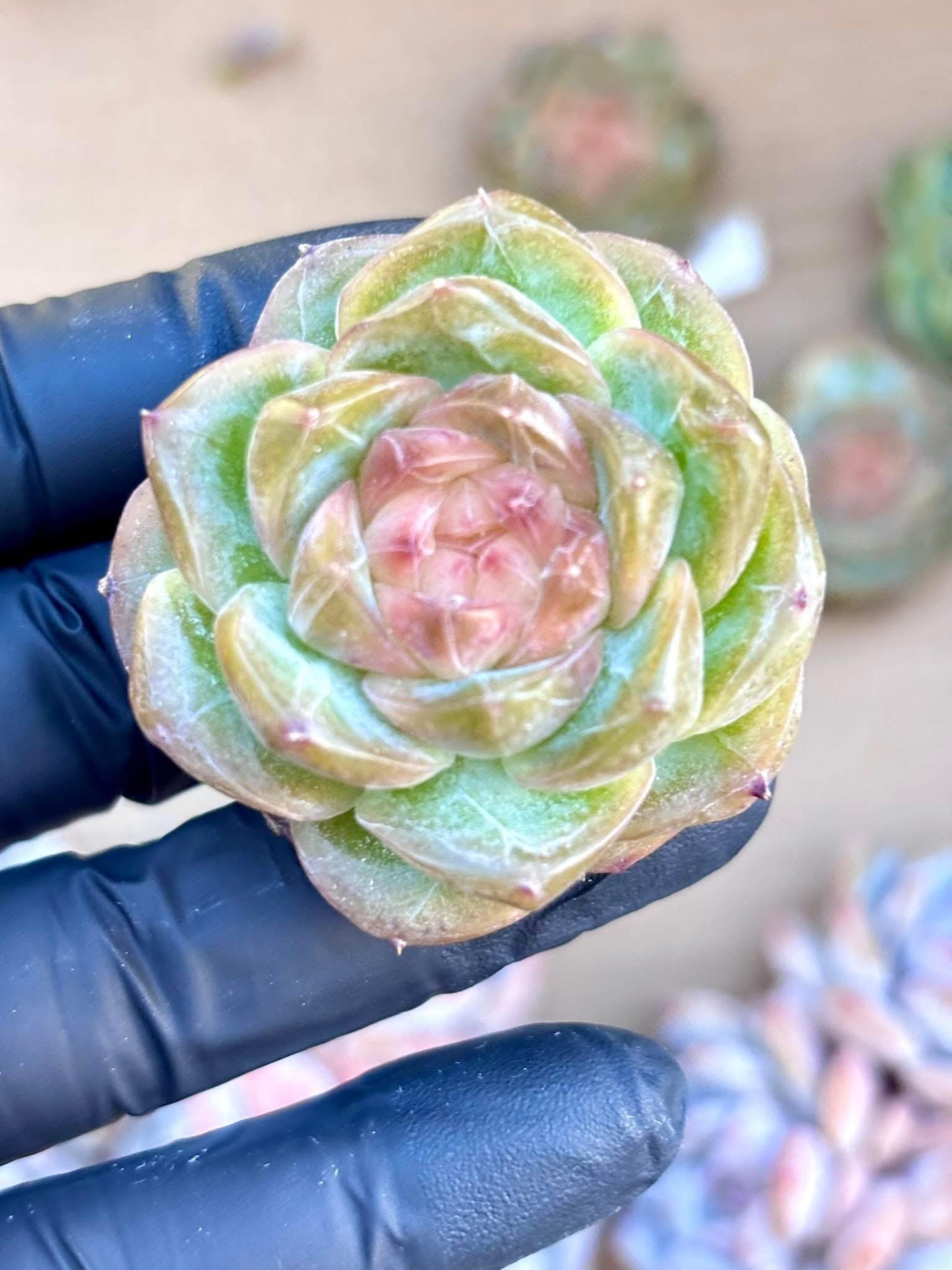 Echeveria Frozen Liphoney | Live Succulent Plant | Imported Plants | Imported Echeveria