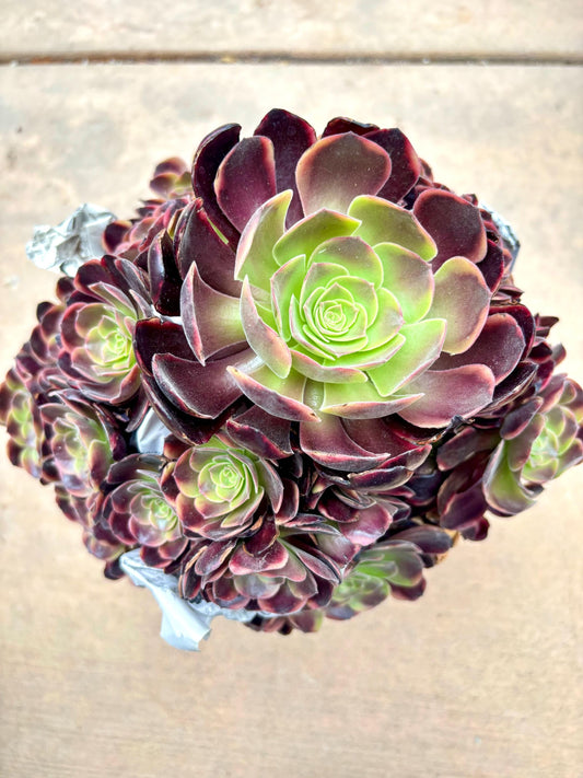 Aeonium Super Bang Variegated | Live Succulent Plant | Rare Imported Aeonium | Imported Plants
